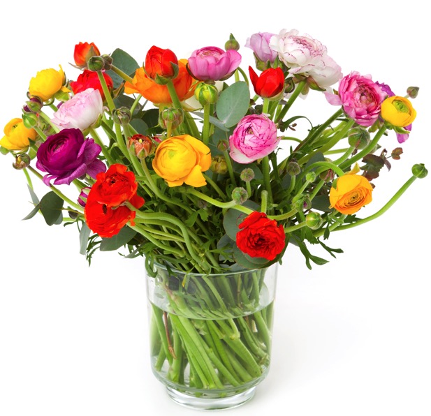 31 Ranunkeln Blumen Gratis Vase Fur 24 98 Inkl Versand