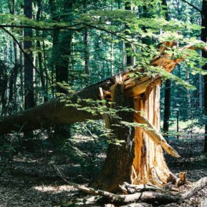 🌳 Kostenlos einen digitalen Baum pflanzen – Gerolsteiner pflanzt ihn dann in echt!