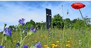 GRATIS Saatgut für Wildblumen in Garbsen, Hanau, Kreuztal - regional -