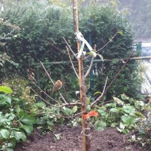 GRATIS Obstbaum-Pflanzaktion für den Garten in Heidelberg - regional-