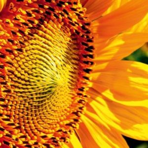 🌻 GRATIS Sonnenblumensamen vom hr