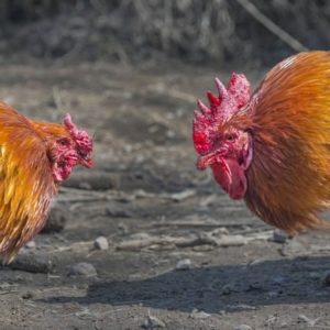 GRATIS " Hahnenkampf in Quitzow" kostenlos anhören und downloaden