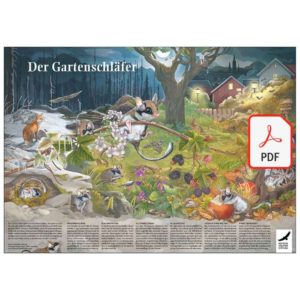 Poster &amp; Ausmalbild „Der Gartenschläfer“ kostenlos downloaden bei der Deutschen Wildtier Stiftung