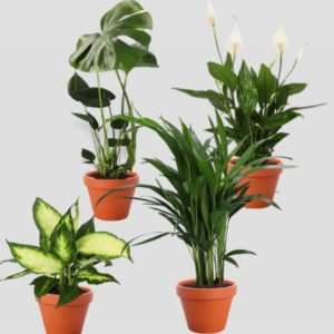 🌴🌱 4er-Set Zimmerpflanzen mit Monstera, Dieffenbachia, Areca &amp; Spathiphyllum für 24,98€ inkl. Versand