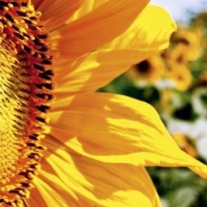 Gratis Sonnenblumensamen🌻