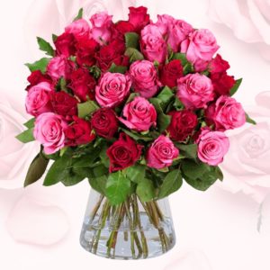 🌹 44 rot-pinke Rosen für 26,98€ inkl. Versand