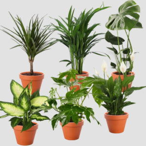 🪴 Pflanzen 6er-Set für 28,98€ inkl. Versand (Monstera, Dieffenbachie, Einblatt, Goldfruchtpalme, Drachenbaum & Zimmeraralie)