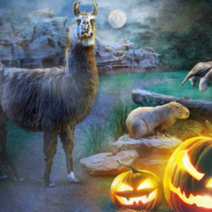 Zoo Leipzig - gratis Eintritt für Kinder im Halloween-Kostüm am 31.10.2023