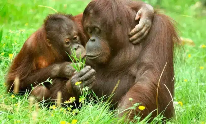 Tagesticket für den Kölner Zoo & Aquarium