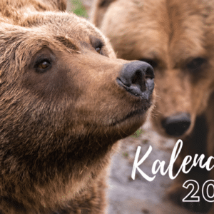 Vier Pfoten Tierkalender Wildtiere gratis