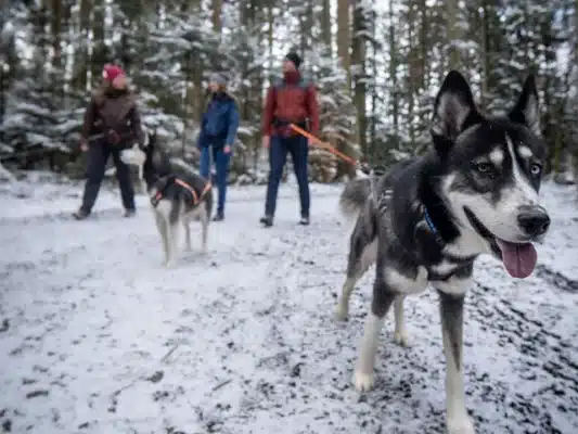 Husky-Trekking