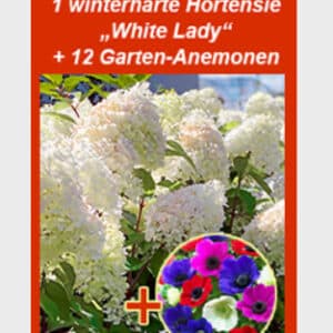 Gratis Hortensie und Garten - Anemonen ab 79€ Bestellwert