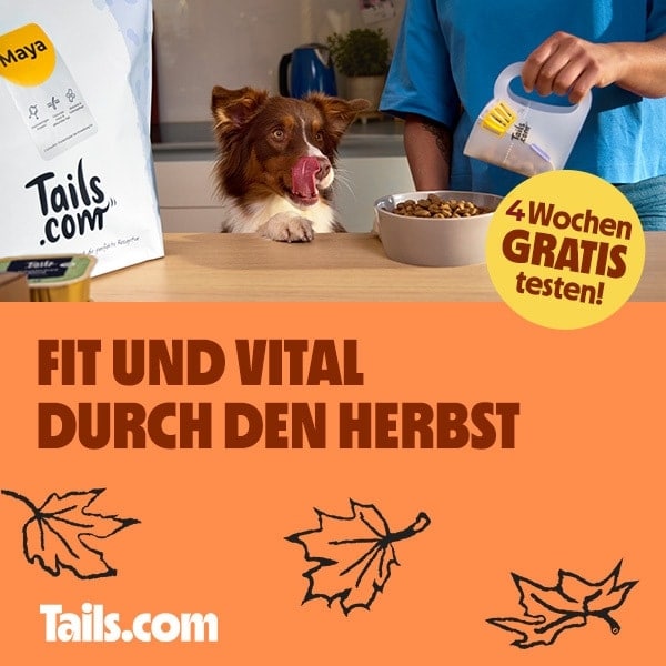 Thumbnail 🐶🍖 GRATIS: 4 Wochen individuelles Futter für euren Hund testen (nur 2€ Versandkosten)