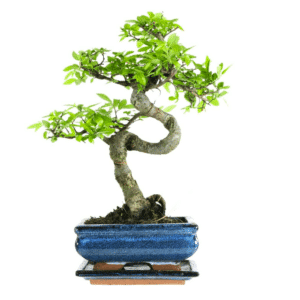 Ulmus parvifolia Bonsai baum P15 S für 25,49€ statt 29,99€