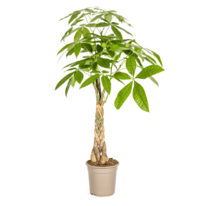 Pachira Aquatica (Glückskastanie) 100cm für 37,48€ (statt 44€)