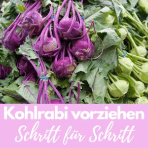 Kohlrabi vorziehen: einfach, günstig und so lecker! 😊