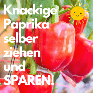 Knackige Paprika vorziehen und sparen - so geht's! 😊