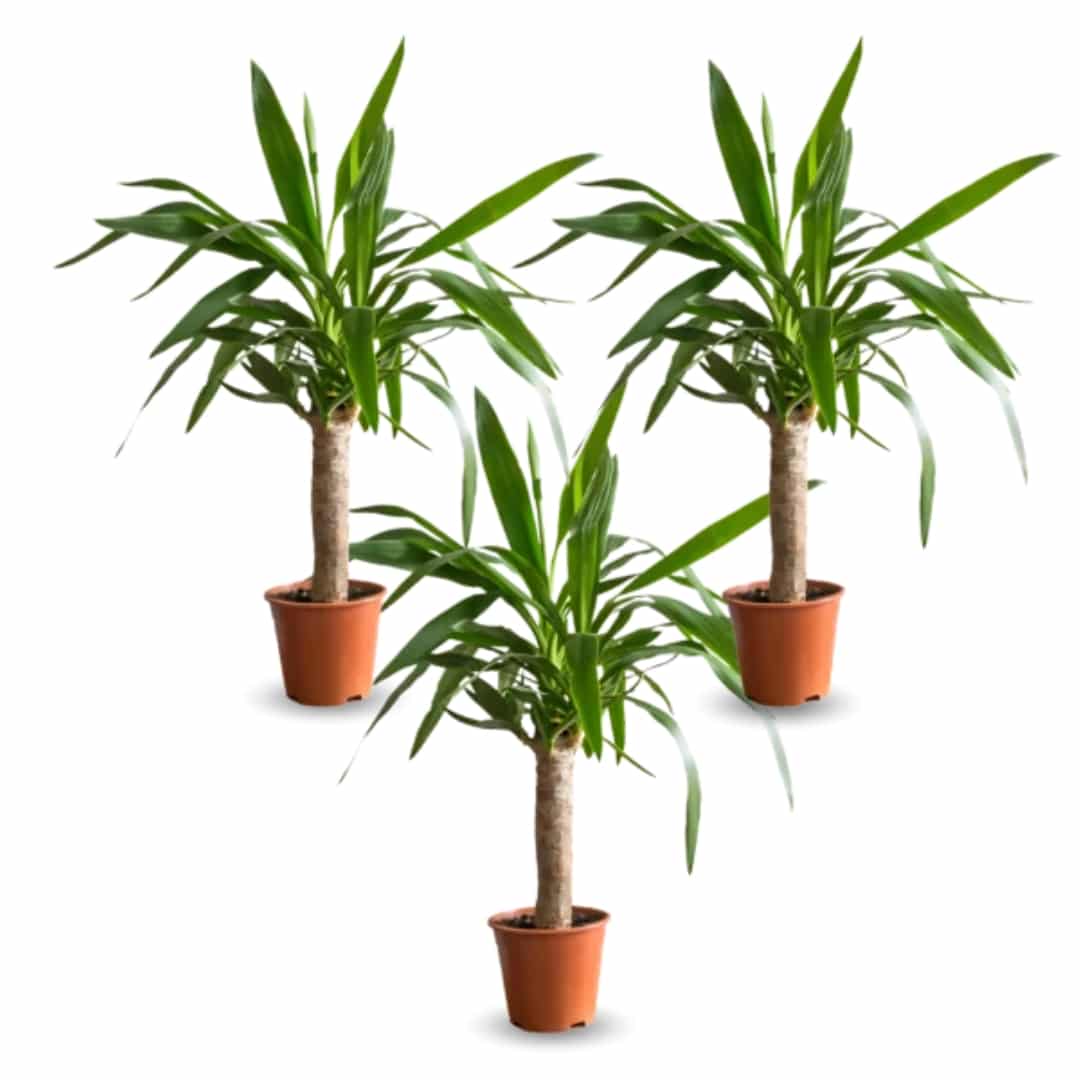 3er Set Yucca Elephantipes 45-55cm für 17,48€ inkl. Versand 👉 nur 5,83€ pro Stück