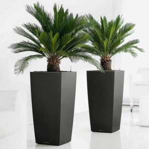 🌿 2x Japanischer Palmfarn (Cyca Revoluta) für 35,99€ inkl. Versand