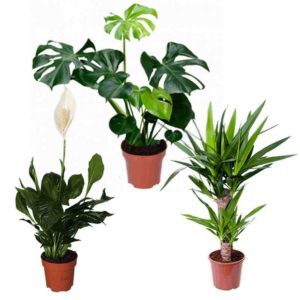 🌿 3er-Set - Monstera + Spathiphyllum + Yucca Palme für 23,98€ inkl. Versand