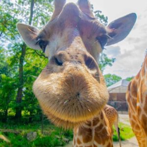 GRATIS Eintritt im Zoo Dortmund + Westfalenpark für Kindern sowie Jugendlichen bis 25 Jahre (Lokal Dortmund)