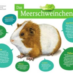 Gratis Meerschweinchen Poster