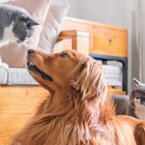 GRATIS &#034;Haut &amp; Fell Complex für *Katzen*&#034; oder &#034;Gelenk Complex für *Hunde*&#034; (Produktprobe von Doppelherz)