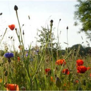 🌼 GRATIS Wildblumensamen kostenlos bei Campact bestellen