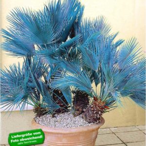 Lidl: Winterharte Blaue Zwergpalme / Chamaerops humilis Cerifera / Fächerpalme für 22,94€ (statt 28,45€)